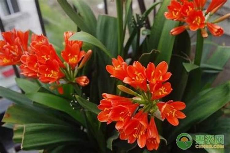 君子兰怎样使用磷酸2氢钾