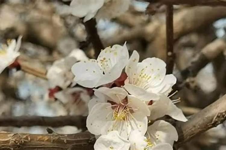 杏树打果后,有哪些管理方法？