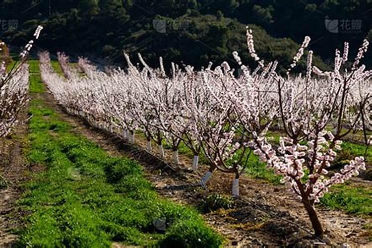 杏树为什么只开花不结果