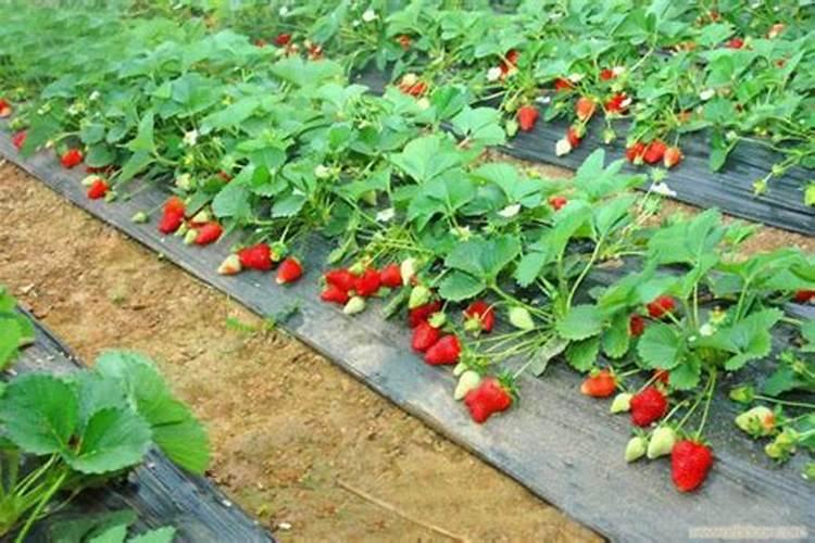 草莓什么时候冲高钾肥？草莓用什么水溶肥？