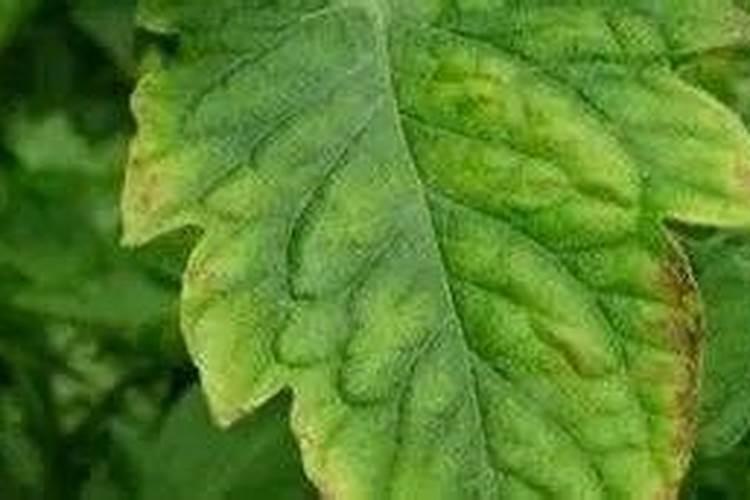 蔬菜施肥过量出现的生理病害症状