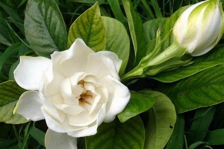 栀子花掉花苞咋回事？