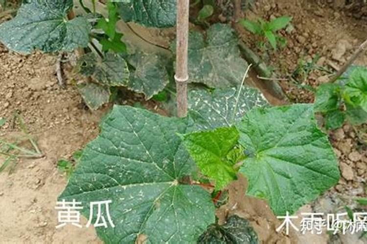 秋黄瓜什么时候种最合适 侧蔓结12个瓜后摘心