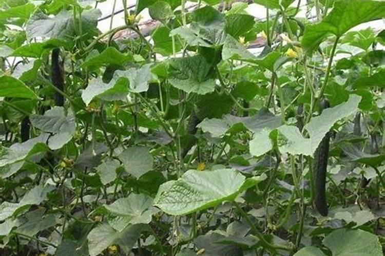 秋黄瓜怎样种植山东