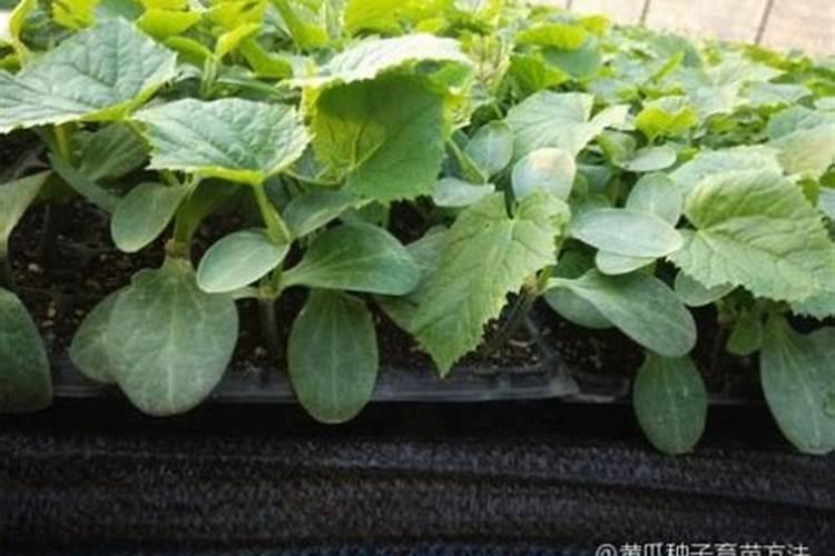 秋黄瓜什么时候种植？如何种植出苗快、口感好？老农分享种植经验百度...