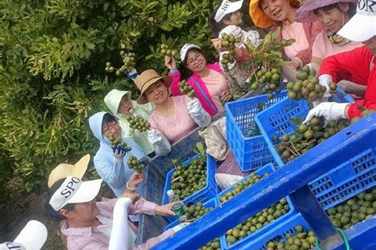 果树开花不结果用磷酸二氢钾？