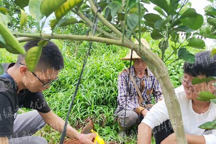 撒化肥最好的方法