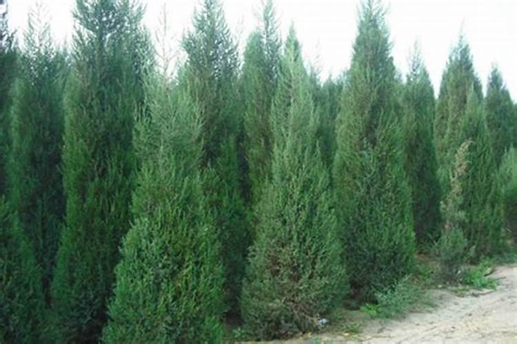 柏树追什么肥长的快