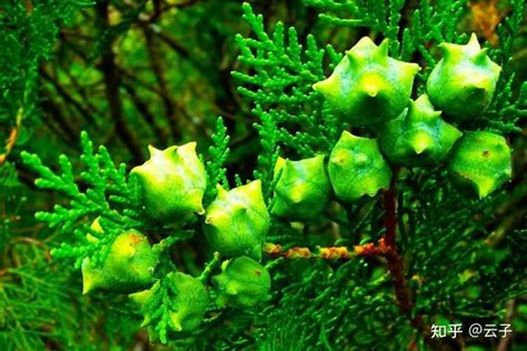 柏树叶末端有黄色粉末