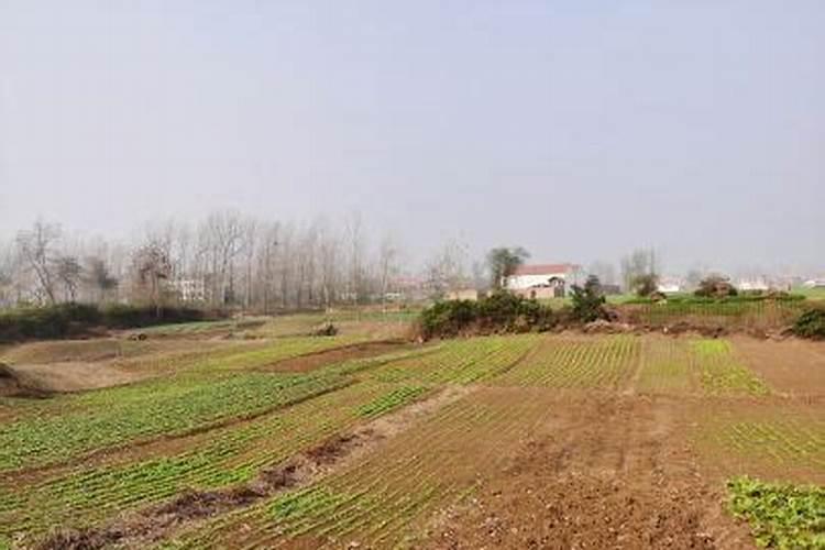 肥料硫酸甲上什么农作物好