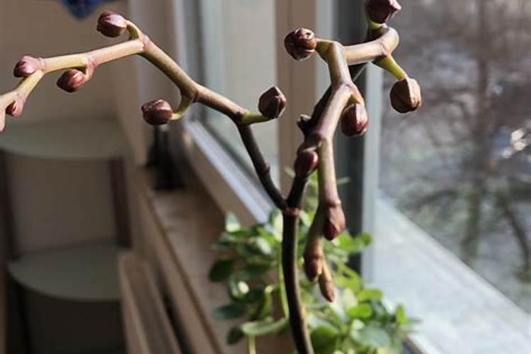 蝴蝶兰长出花苞后能提前开花的方法