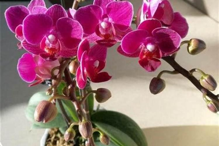 蝴蝶兰长花苞期可不可以施肥