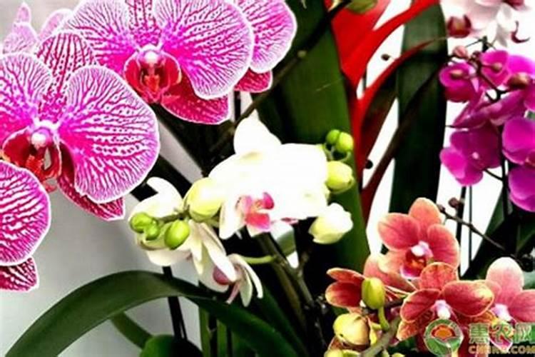 蝴蝶兰长花苞期可不可以施肥 蝴蝶兰长花苞期能不能施肥呢