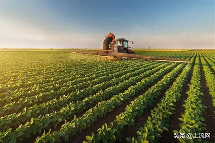 黑龙江旱半夏种植技术 水萝卜的种植技术和田间管理