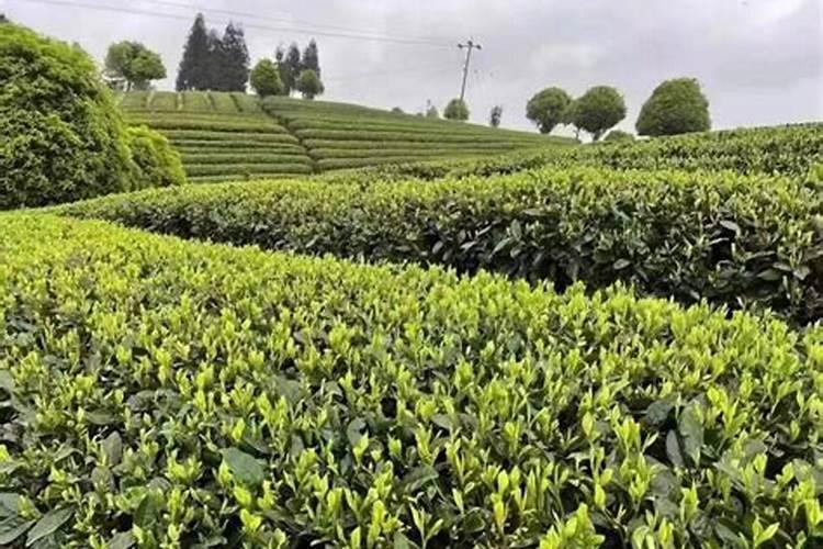 氯化钾、硫酸钾、硝酸钾、磷酸二氢钾都是钾肥,农民如何用才好？