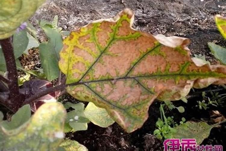 请问茄子施增瓜灵会提高产量吗？茄子应该怎样管理才增加产量？