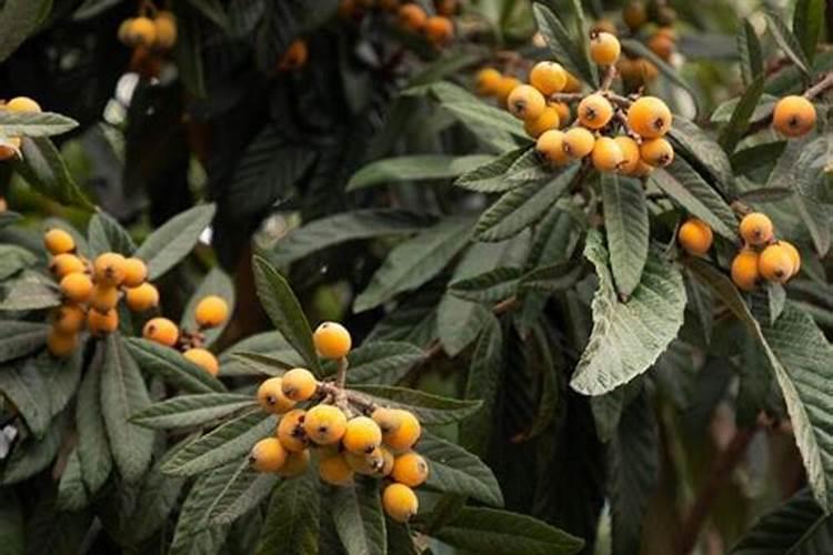 让枇杷树健康生长的最佳肥料是啥