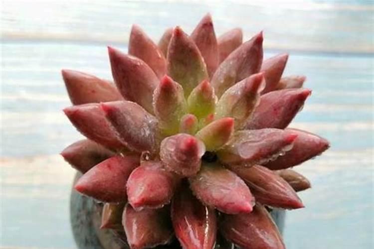 花多多1号可以浇多肉吗