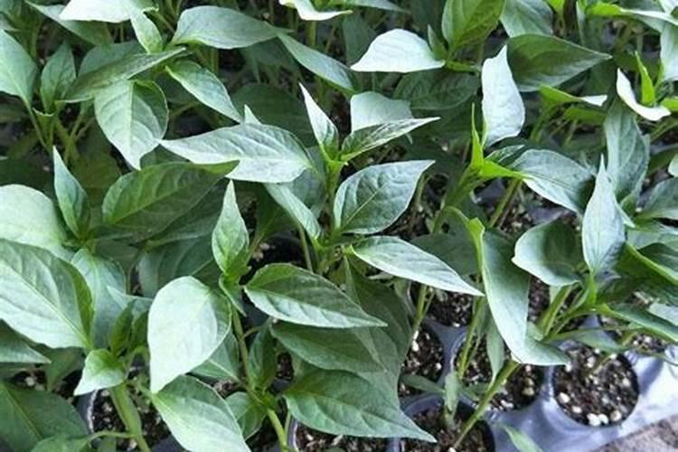 辣椒苗一个月了还不长大长高