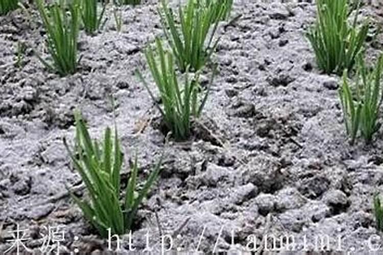 草木灰的作用是什么？应该如何使用？