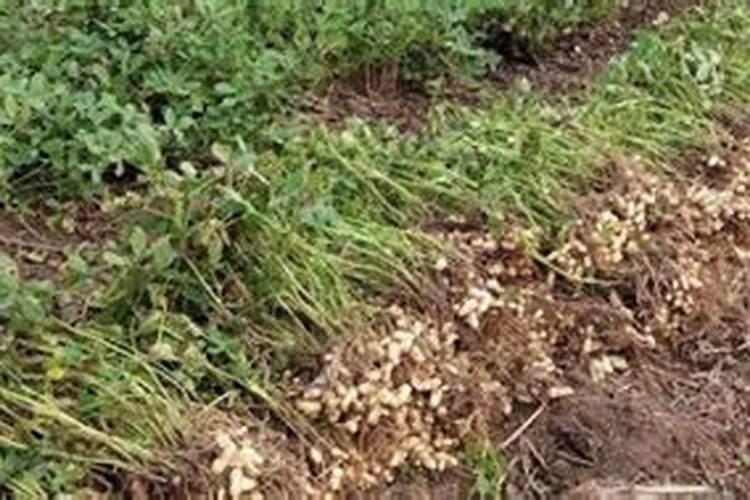 种花生底肥用什么肥 花生需要什么肥料才能高产