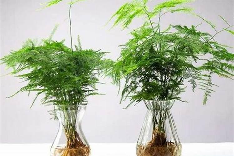 文竹浇什么肥料最好呢