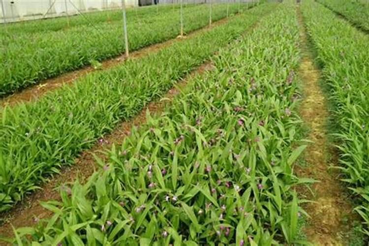 中药材壮根肥什么时候施肥,白芨一次冲施多少肥料合适!