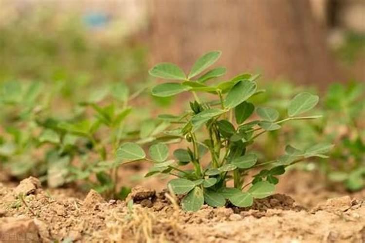 花生用什么肥料高产 花生高产要用什么肥料