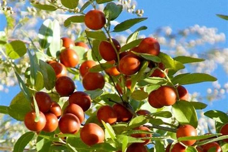 小酸枣树用什么农药预防病虫害？