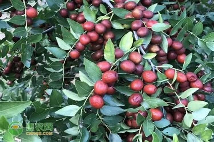 枣疯病传染快、危害大,如何防治最有效？大家能分享些防治技巧吗？