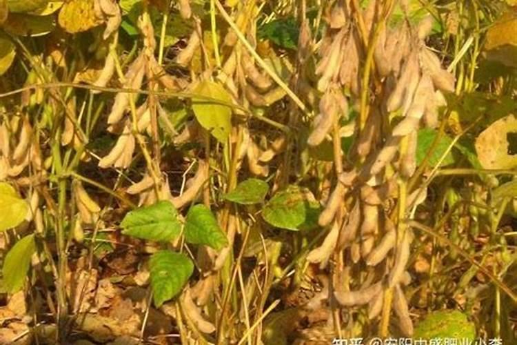 大豆沤肥属于什么肥