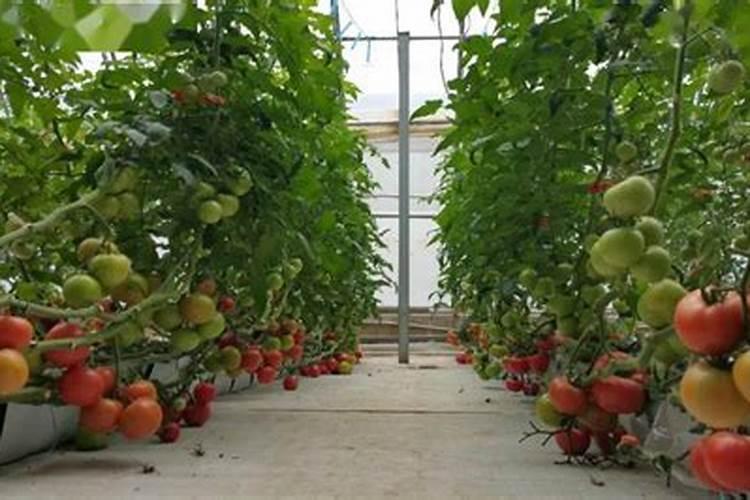 茄子可以施钾肥吗