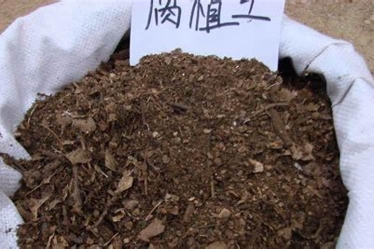 绿萝使用什么花肥