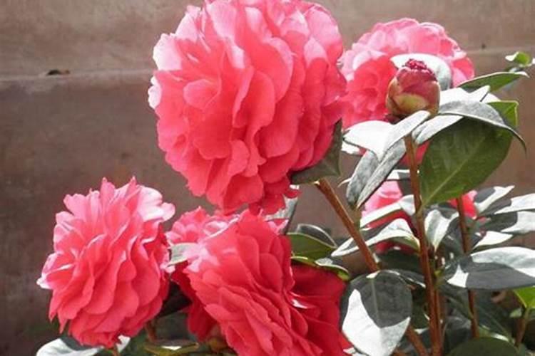 大理茶花可以用兰花植料栽培吗