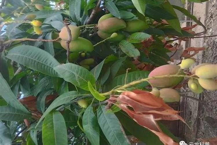 芒果施什么肥最好