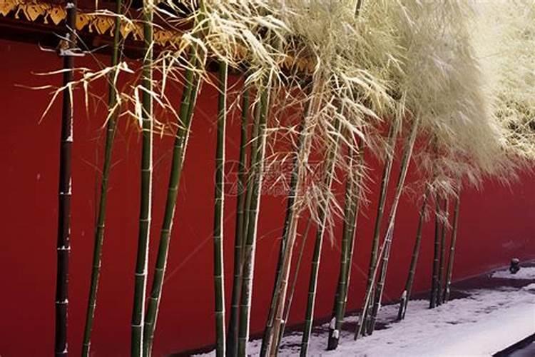 两年苗的砂糖橘下什么肥才快点长大