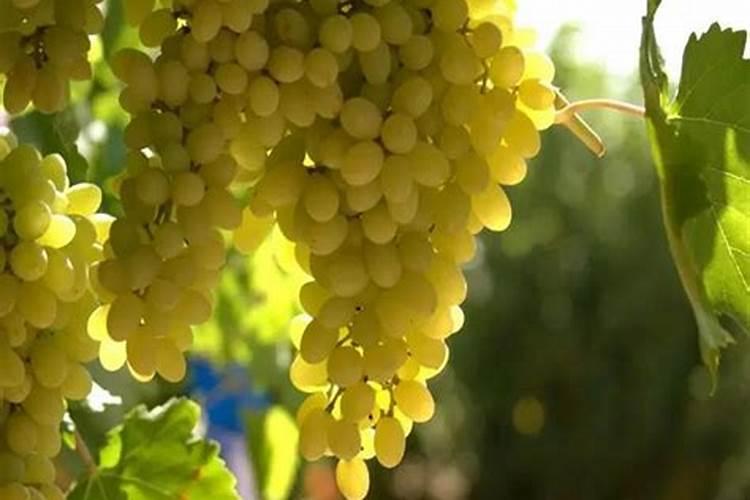 葡萄打什么叶面肥上色快