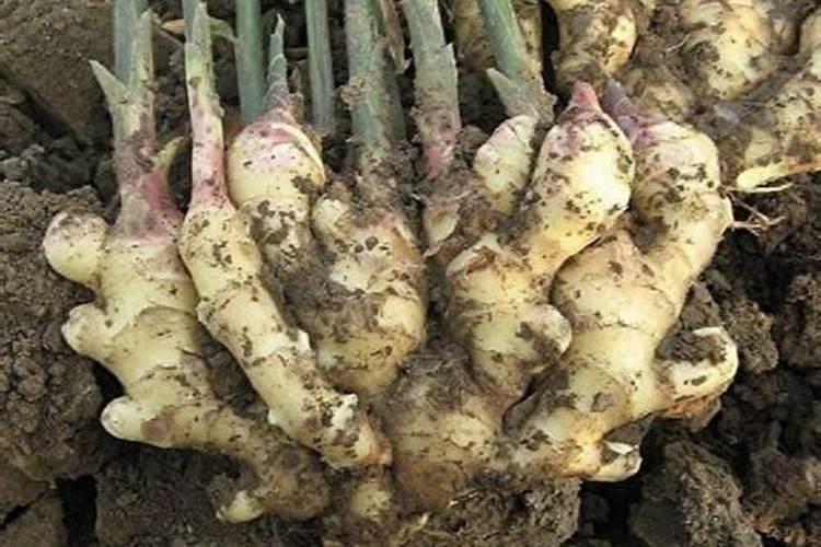 生姜用哪种水溶肥效果好？生姜什么时候用肥比较好？