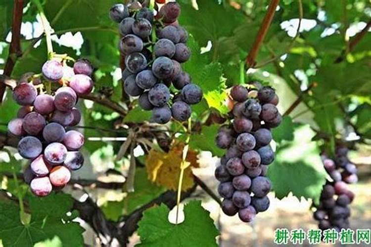 春季葡萄树施什么肥好
