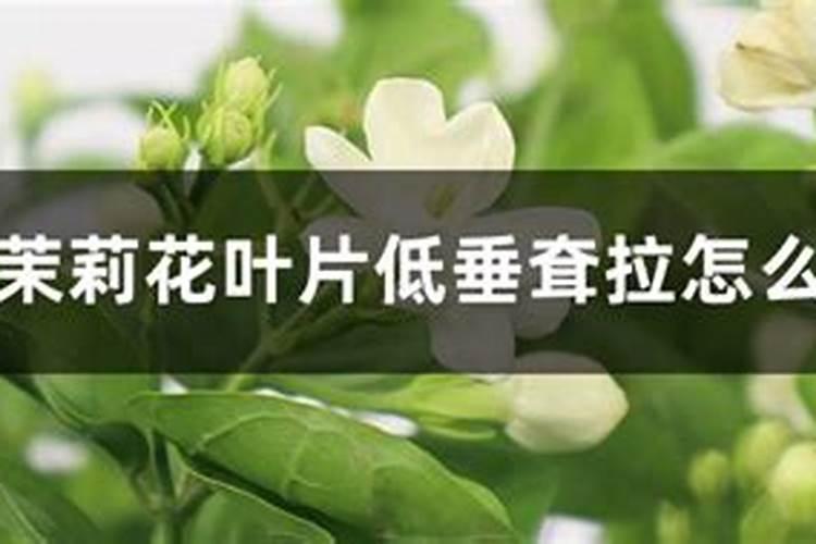 茉莉新发的侧芽叶子稀疏为什么