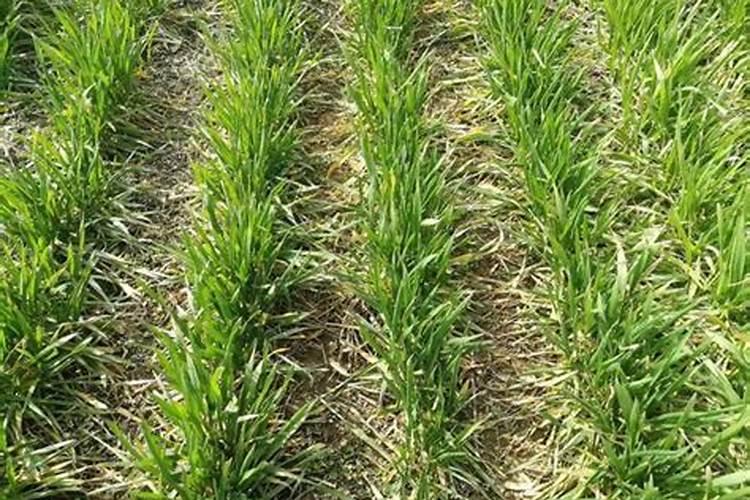 钾肥是什么肥料 植物缺少钾肥会怎么样