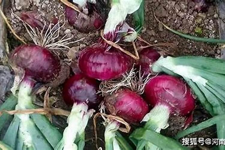 洋葱种植需要什么肥？洋葱什么时候用肥？洋葱有机肥用昆仑风