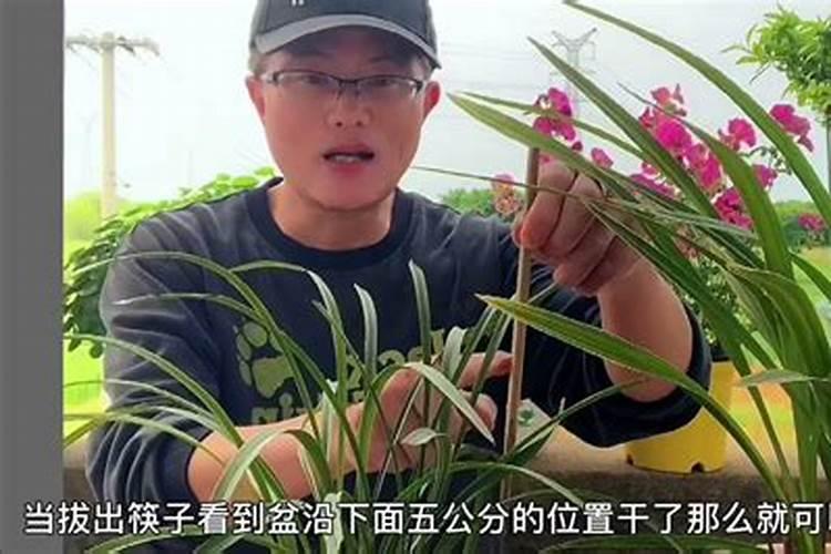 兰花多久施肥一次