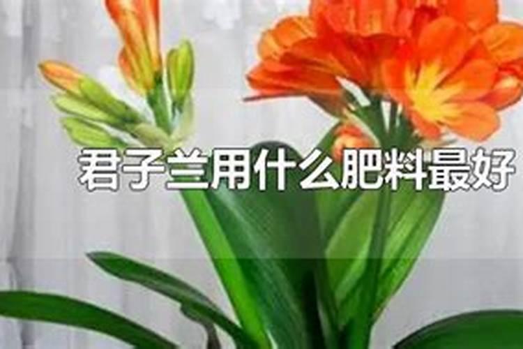 发财树浇什么水长得快