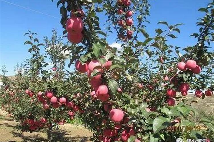 硝酸钾在各种作物上的使用,硝酸钾注意事项有哪些