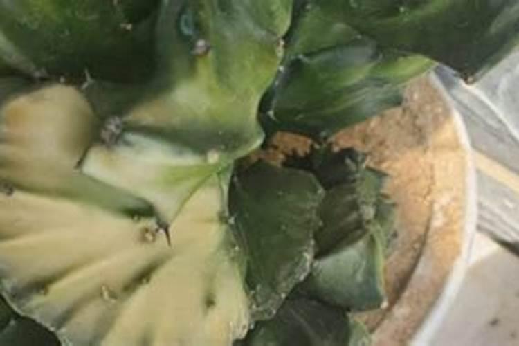 多肉放在哪个方向风水好？