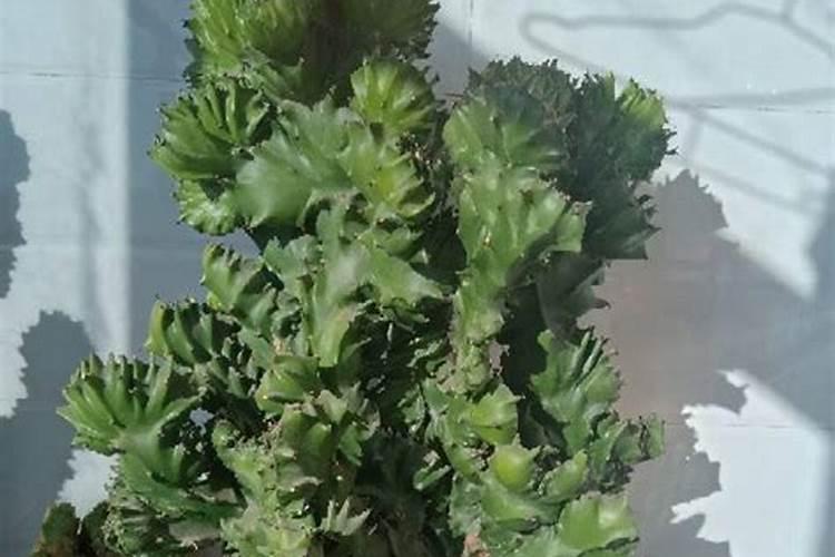 富贵椰子风水怎么摆放