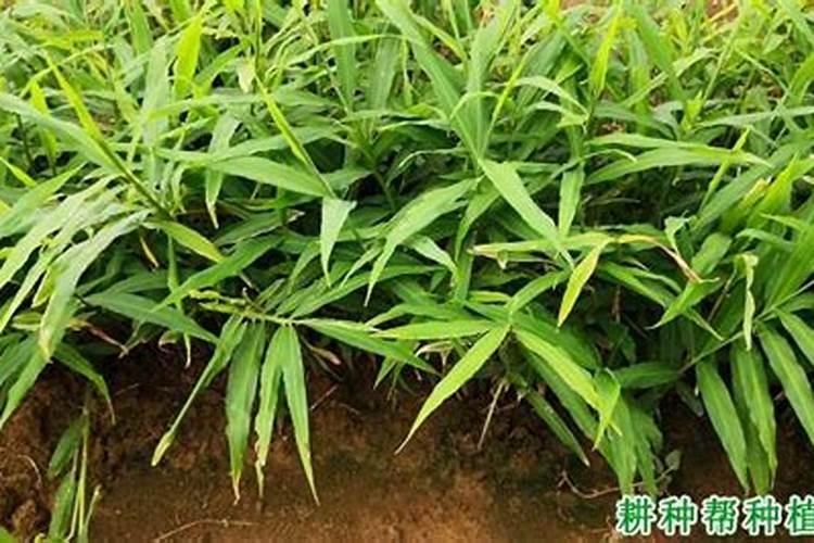 生姜第一次追肥追什么肥好
