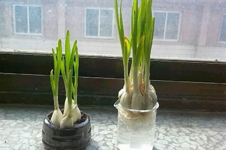 鸡蛋黄可以当肥料吗？