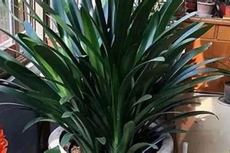 君子兰叶面肥多久喷一次